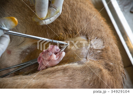 Sterilization by veterinarians in the dog. 34929104