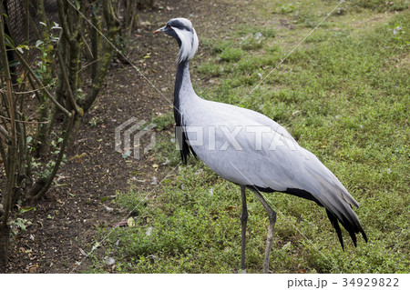 demoiselle crane (Grus virgo) demoiselle crane (Grus virgo) 34929822