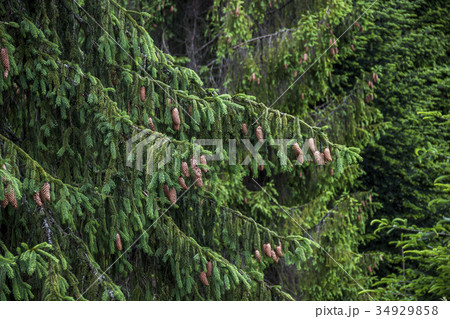 spruce branches spruce branches 34929858