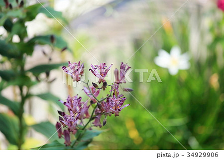 ホトトギスの花 34929906