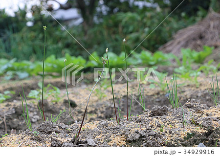 エシャロットの新芽 エシャロットの新芽 34929916