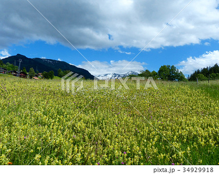 黄色い花畑が拡がるハスリベルグの風景 34929918