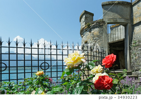 the flowers on the background  iron fence 34930223