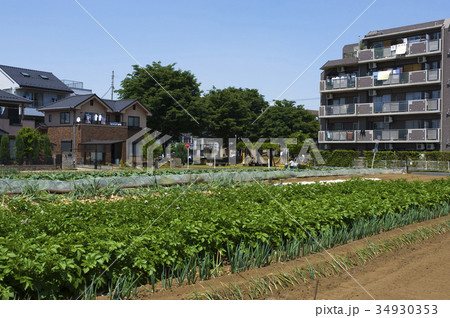 近郊農業 34930353