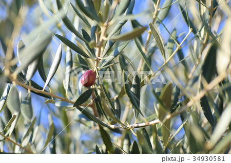 オリーブの実 34930581