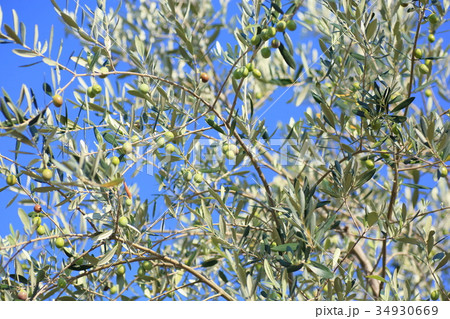 オリーブの実 34930669