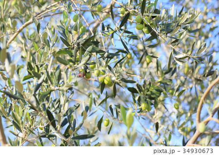 オリーブの実 34930673