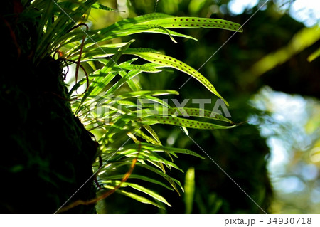 樹木に寄生するノキシノブ 軒忍 樹木に寄生するノキシノブ 軒忍 34930718