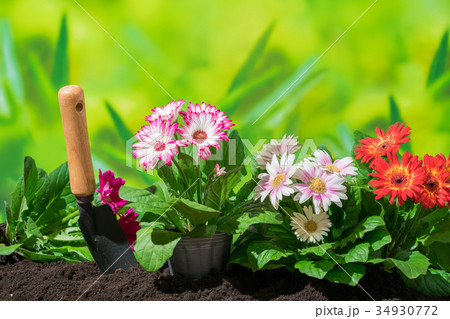 園芸 ガーベラの花 園芸 ガーベラの花 34930772