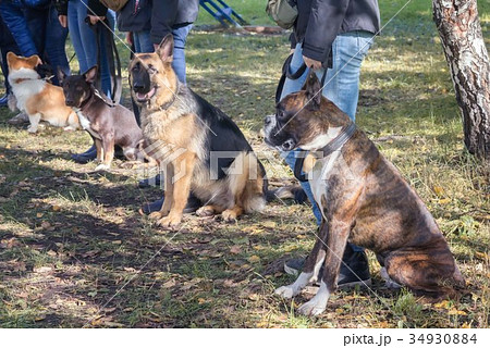 Group of dogs with owners at obedience class Group of dogs with owners at obedience class 34930884