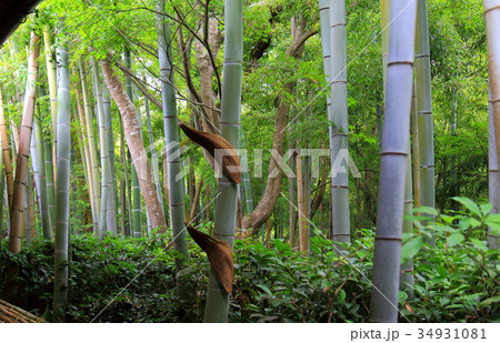 小倉山山麓 大河内山荘庭園 小倉山山麓 大河内山荘庭園 34931081