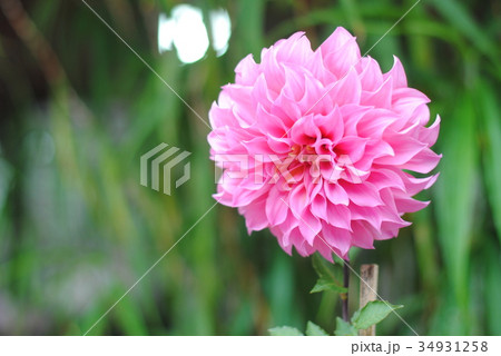Beautiful pink color of dahlia flowers. 34931258