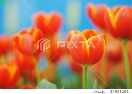 Beautiful tulips in the garden 34931261