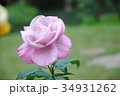 Colorful, beautiful, pink rose in the garden 34931262