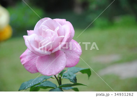Colorful, beautiful, pink rose in the garden 34931262