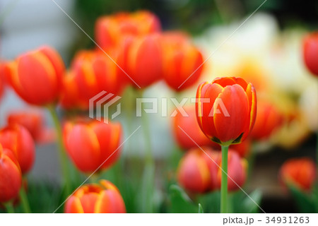 Beautiful tulips in the garden 34931263