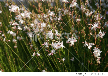 ガウラ：ハクチョウソウ（白蝶草） 34931840