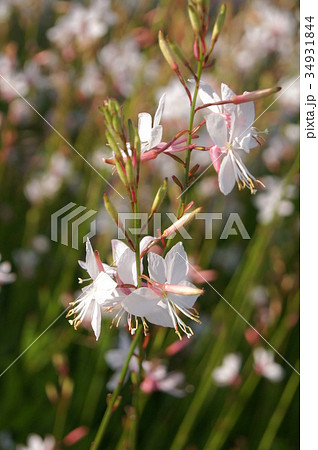 ガウラ：ハクチョウソウ（白蝶草） 34931844