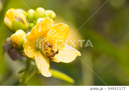 ハブソウ 34932177