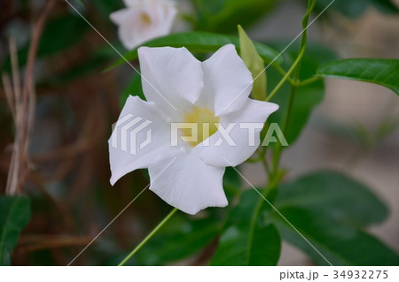 マンデビラ（ボリビエンシス） 34932275