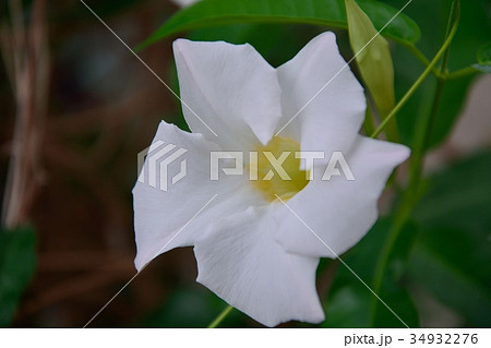 マンデビラ（ボリビエンシス） 34932276