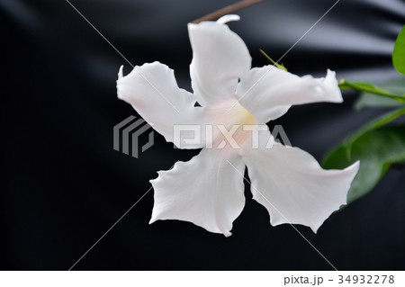 マンデビラ（ボリビエンシス） 34932278