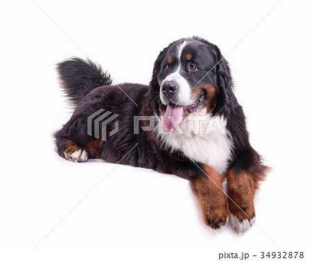 bernese mountain dog in front of white background 34932878