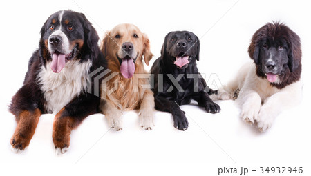 group of different breed dog in white background 34932946