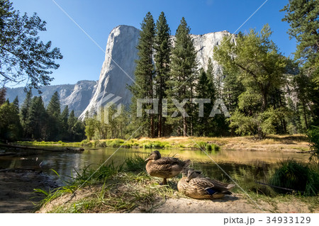 The Duck in Front of El Capitan at Yosemite 34933129