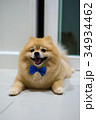 pomeranian dog cute pets short hair style in home 34934462