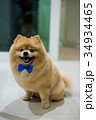 pomeranian dog cute pets short hair style in home 34934465