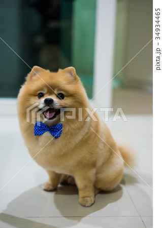 pomeranian dog cute pets short hair style in home 34934465