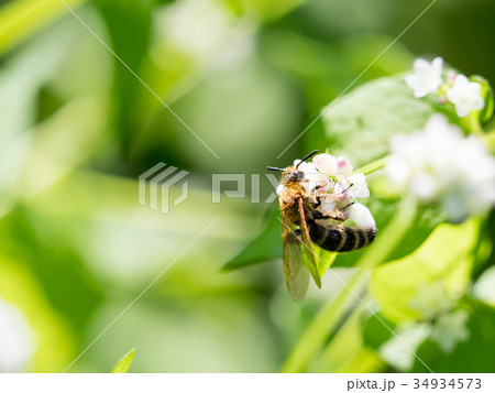 キンケハラナガツチバチ キンケハラナガツチバチ 34934573