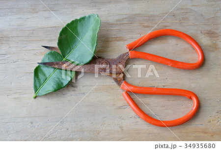 old rusty scissor cutting lemon leaf 34935680