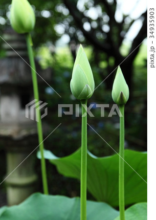 頼光寺の蓮のつぼみ 34935903