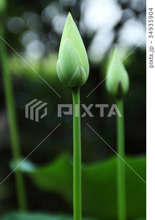 頼光寺の蓮のつぼみ 34935904