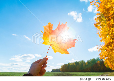 Male hand hold multicolor maple leaf Male hand hold multicolor maple leaf 34936385