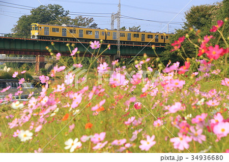 西武鉄道とコスモス 西武鉄道とコスモス 34936680