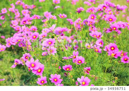 コスモスの花 34936751