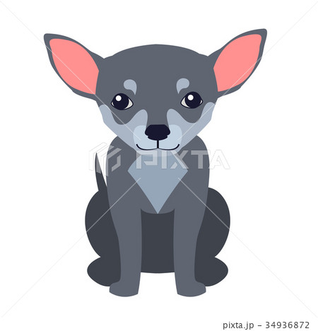 Cute Chihuahua Dog Cartoon Flat Vector Icon 34936872