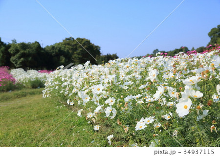 秋の公園　コスモス満開 34937115