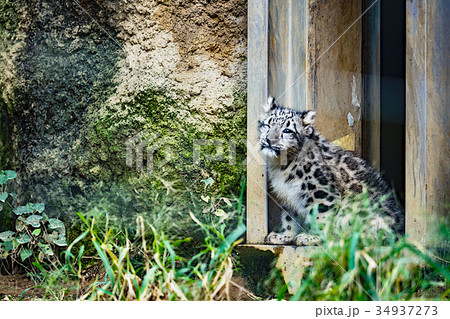 ユキヒョウの幼獣誕生 ユキヒョウの幼獣誕生 34937273