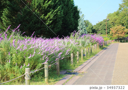 秋の公園 34937322