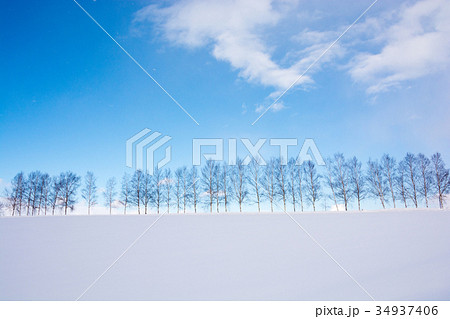 セブンスターの並木 34937406