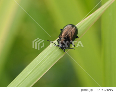 ヨモギハムシ ヨモギハムシ 34937695