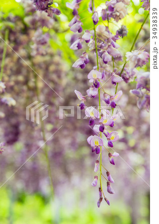 鹿児島　霧島の和気公園　藤まつりの長藤 34938339