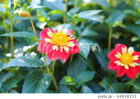 ダリアの花 ダリアの花 34938353