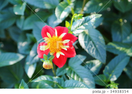 ダリアの花 ダリアの花 34938354