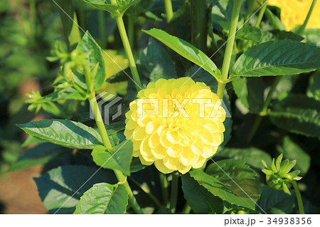 ダリアの花 34938356