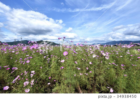 夢コスモス園(1) 夢コスモス園(1) 34938450